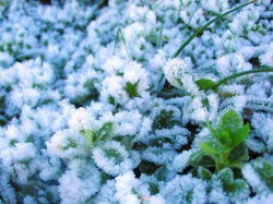 Зимний сад фото